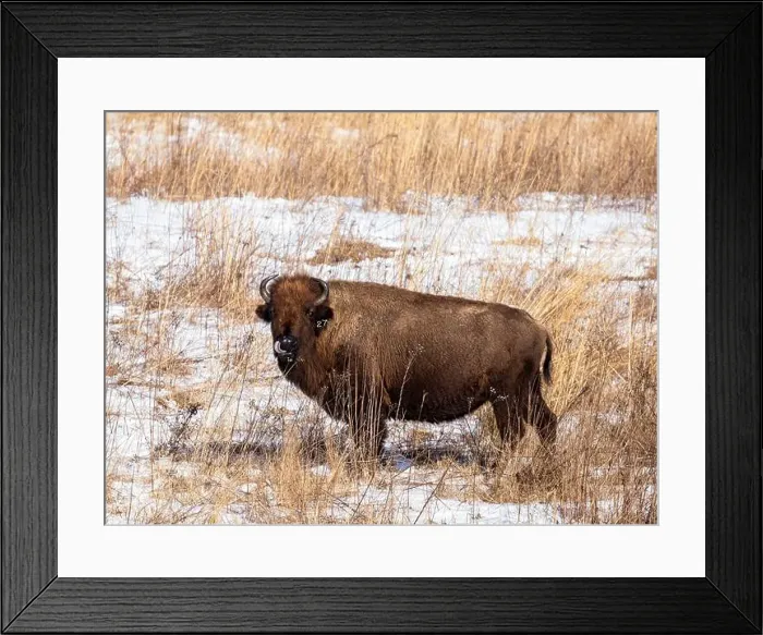 Framed Print : American Bison standing in a snow covered prairie in winter Framed Print : American Bison standing in a snow covered prairie in winter