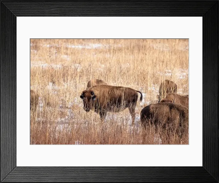 Framed Print : American Bison in tall grass in the winter Framed Print : American Bison in tall grass in the winter