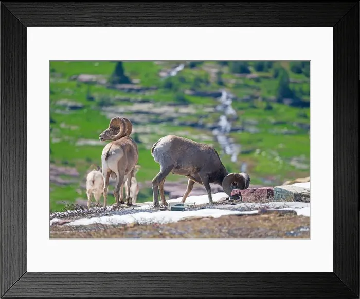 Framed Print : Big Horn Sheep Grazing in the Alpine Tundra in Glacier National Park in Montana