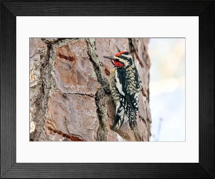 Framed Print : Yellow-bellied Sapsucker (Sphyrapicus varius) male - Brevard, North Carolina, USA Framed Print : Yellow-bellied Sapsucker (Sphyrapicus varius) male - Brevard, North Carolina, USA