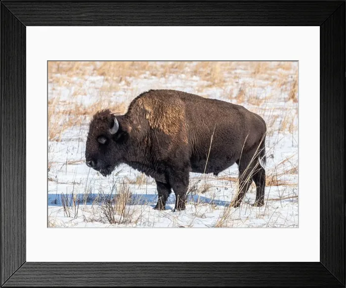 Framed Print : American Bison standing in a snow covered prairie in winter Framed Print : American Bison standing in a snow covered prairie in winter