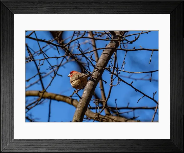 Framed Print : New York, NY - Feb 25, 2024: House finch in Central Park Ramble Framed Print : New York, NY - Feb 25, 2024: House finch in Central Park Ramble