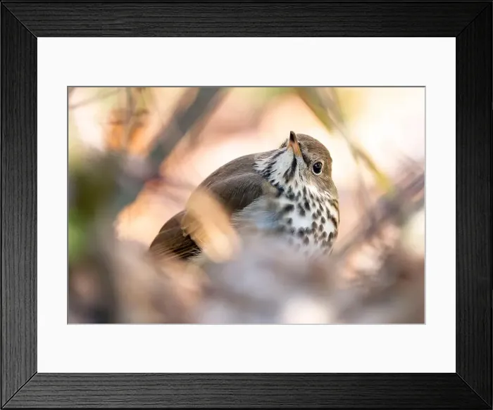 Framed Print : Hermit Thrush (Catharus guttatus) - Brevard, North Carolina, USA Framed Print : Hermit Thrush (Catharus guttatus) - Brevard, North Carolina, USA