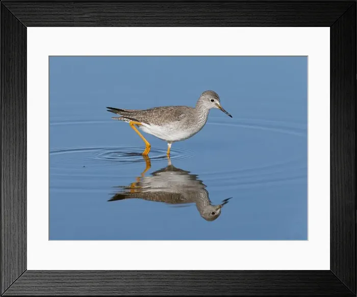 Framed Print : Lesser Yellowlegs (Tringa flavipes), Sacramento County California USA Framed Print : Lesser Yellowlegs (Tringa flavipes), Sacramento County California USA
