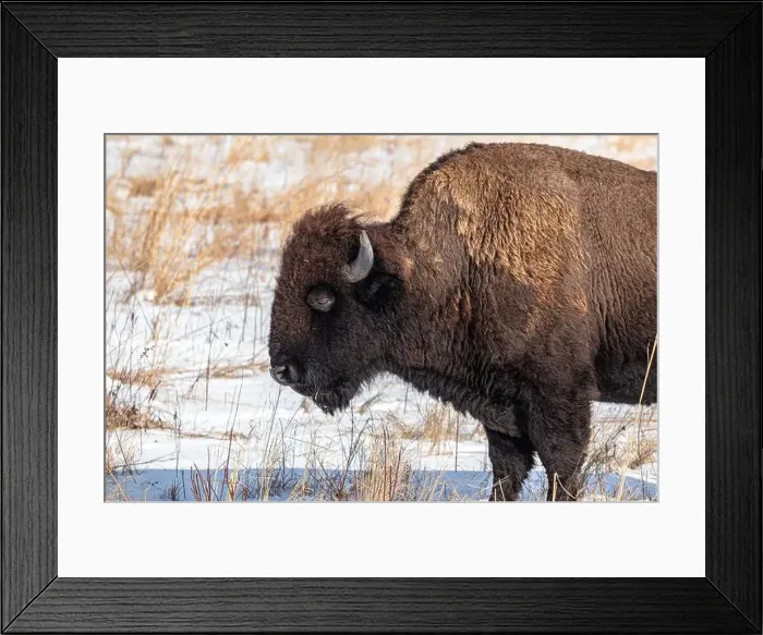 Framed Print : American Bison close up in winter Framed Print : American Bison close up in winter