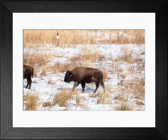 Framed Print : American bison calf walking in snow Framed Print : American bison calf walking in snow