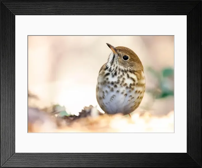 Framed Print : Hermit Thrush (Catharus guttatus) - Brevard, North Carolina, USA Framed Print : Hermit Thrush (Catharus guttatus) - Brevard, North Carolina, USA