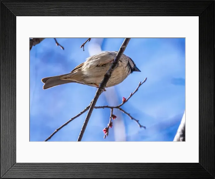 Framed Print : American house sparrow perched overhead Framed Print : American house sparrow perched overhead