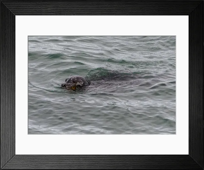 Framed Print : A harbor seal swims in the waters of the Puget Sound, Washington, USA Framed Print : A harbor seal swims in the waters of the Puget Sound, Washington, USA