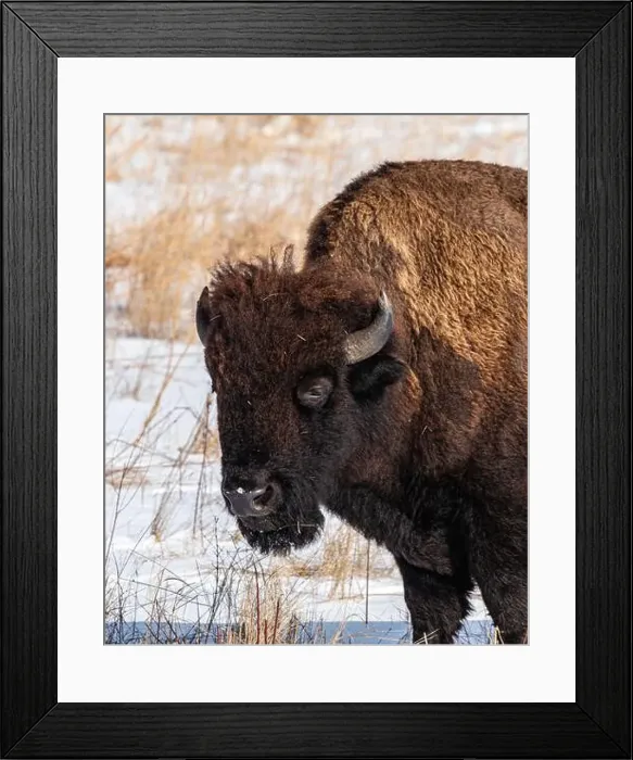 Framed Print : American Bison close up in winter Framed Print : American Bison close up in winter