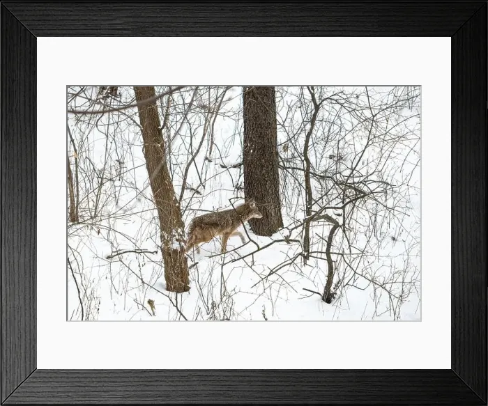 Framed Print : A coyote (Canis latrans) moving through a snowy forest in Michigan, USA Framed Print : A coyote (Canis latrans) moving through a snowy forest in Michigan, USA