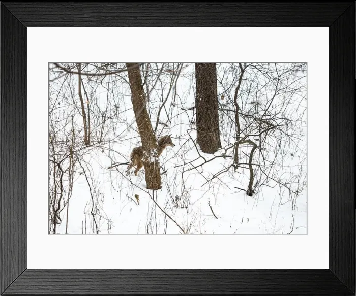 Framed Print : A coyote (Canis latrans) moving through a snowy forest in Michigan, USA Framed Print : A coyote (Canis latrans) moving through a snowy forest in Michigan, USA