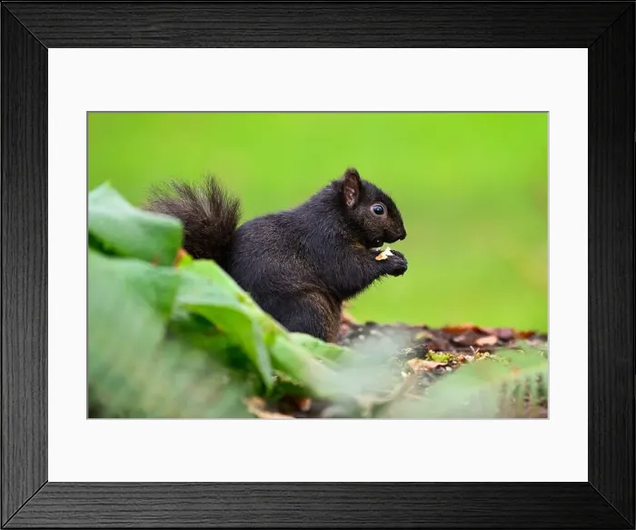 Framed Print : Black melanism variant of eastern gray squirrel side view eating nut on ground
