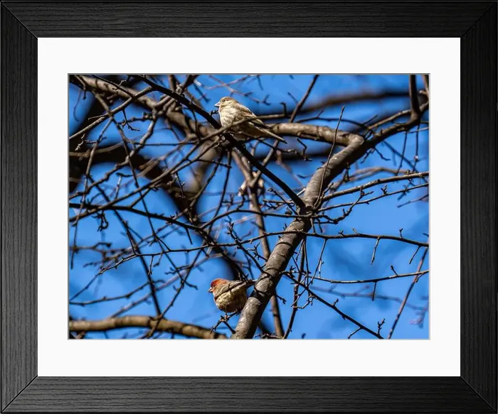 Framed Print : New York, NY - Feb 25, 2024: House finches, female and male Framed Print : New York, NY - Feb 25, 2024: House finches, female and male