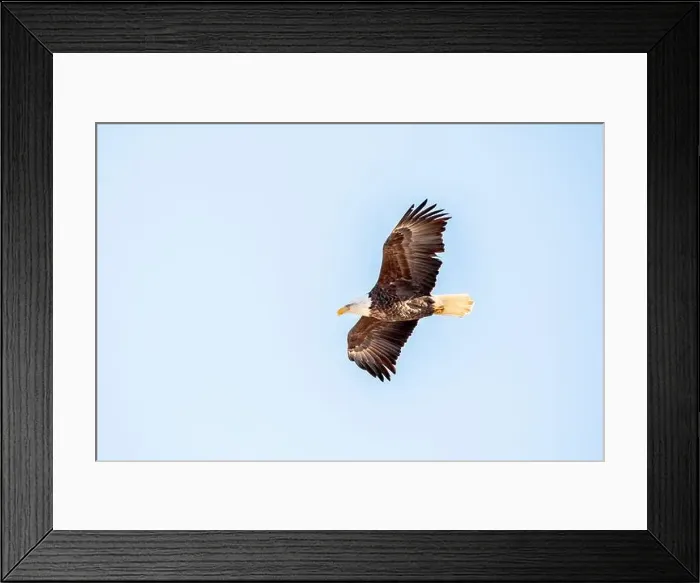 Framed Print : Bald eagle soaring in the clear blue sky on a winter day in Iowa, with copy space for text Framed Print : Bald eagle soaring in the clear blue sky on a winter day in Iowa, with copy space for text