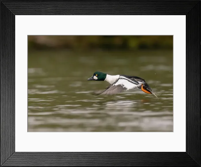 Framed Print : male Common Goldeneye (Bucephala clangula), Sacramento County California USA