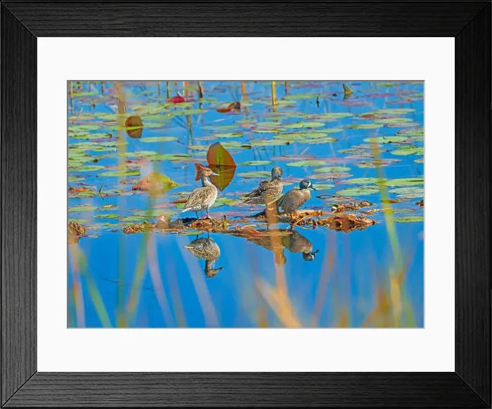 Framed Print : Blue Winged Teal Resting on Wetland Vegetation in the St Marks National Wildlife Refuge in Florida