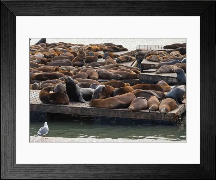 Framed Print : Group of sea lions on a pier in San Francisco, California, USA Framed Print : Group of sea lions on a pier in San Francisco, California, USA