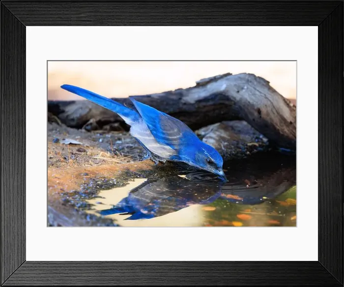 Framed Print : A thirsty bright blue Scrub-jay drinking water from an outdoor bird bath in Northern California Framed Print : A thirsty bright blue Scrub-jay drinking water from an outdoor bird bath in Northern California