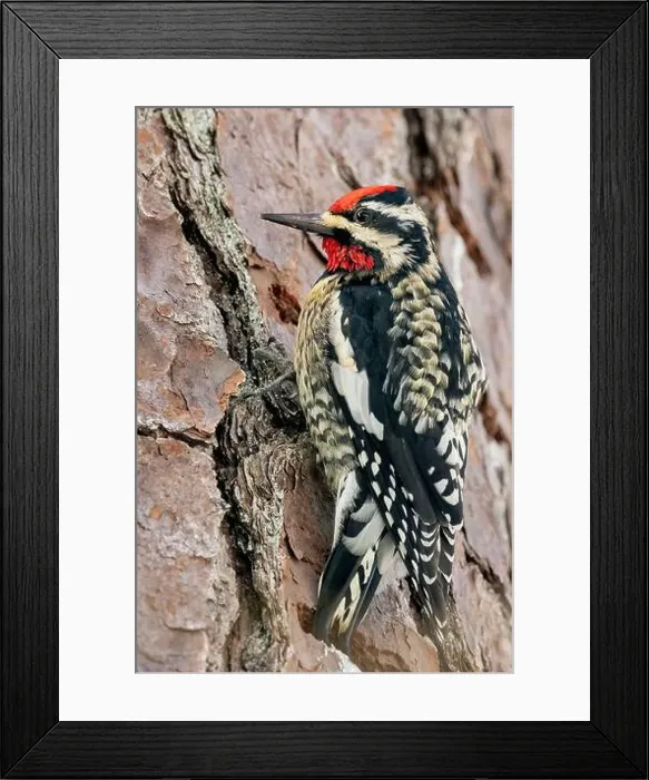 Framed Print : Yellow-bellied Sapsucker (Sphyrapicus varius) male - Brevard, North Carolina, USA Framed Print : Yellow-bellied Sapsucker (Sphyrapicus varius) male - Brevard, North Carolina, USA