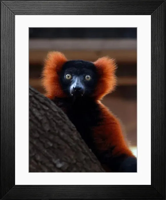 Framed Print : Red Ruffed Lemur. Seen in Brevard Zoo, Melbourne, FL, USA Framed Print : Red Ruffed Lemur. Seen in Brevard Zoo, Melbourne, FL, USA