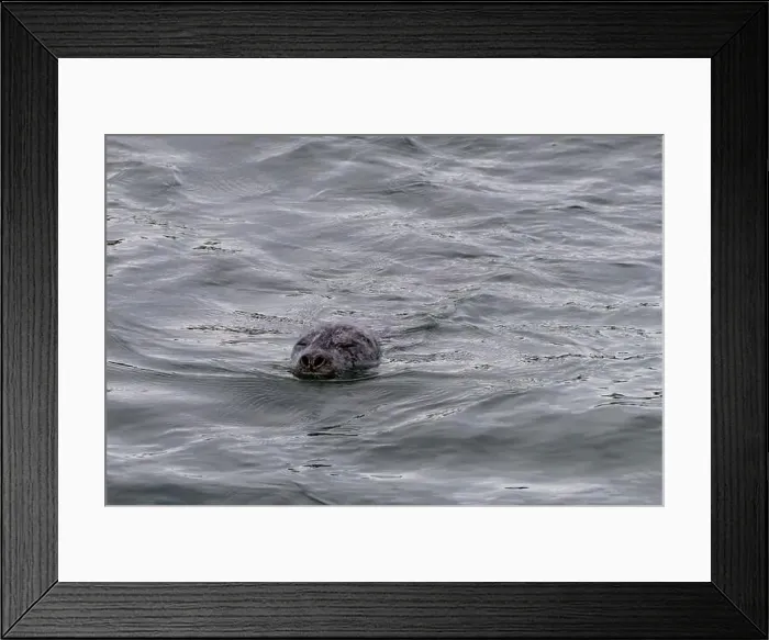 Framed Print : A harbor seal swims in the waters of the Puget Sound, Washington, USA Framed Print : A harbor seal swims in the waters of the Puget Sound, Washington, USA