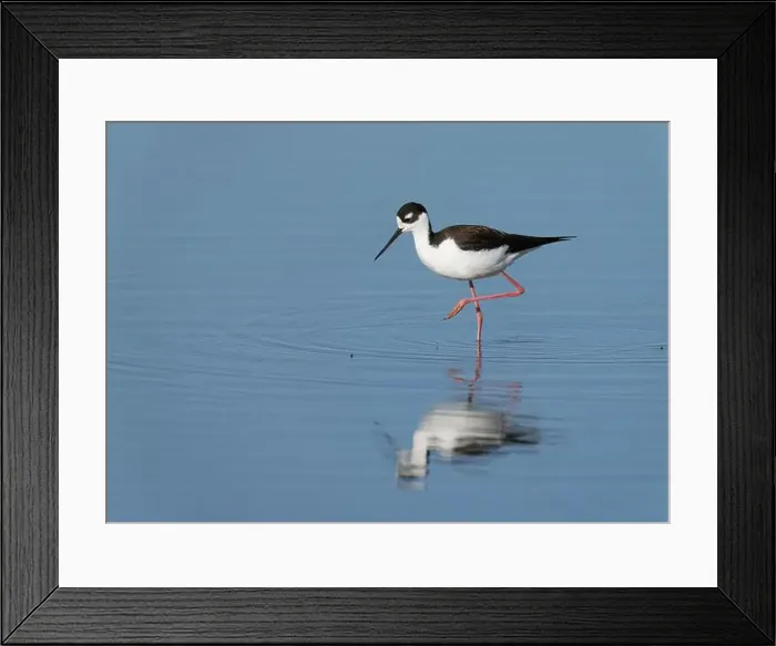 Framed Print : Black-necked Stilt (Himantopus mexicanus), Sacramento County California USA Framed Print : Black-necked Stilt (Himantopus mexicanus), Sacramento County California USA