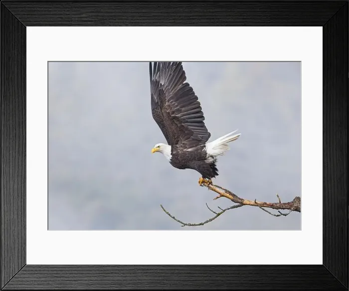 Framed Print : An american bald eagle flaps its wings preparing to take flight in north Idaho Framed Print : An american bald eagle flaps its wings preparing to take flight in north Idaho