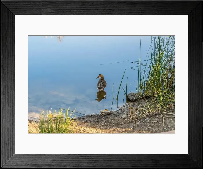 Framed Print : A Mallard in Tucson, Arizona Framed Print : A Mallard in Tucson, Arizona