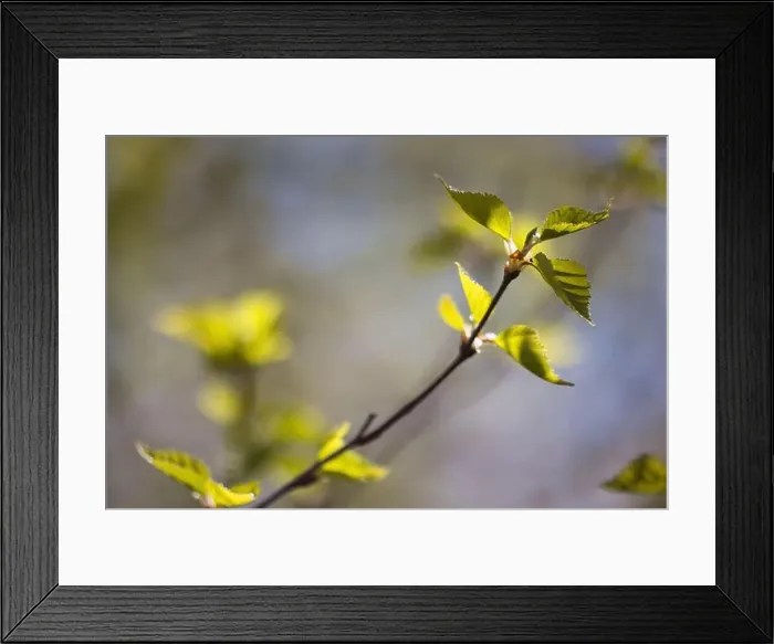 Framed Print : Sun shining on new birch leaves on a spring day at Potter Marsh in Anchorage, Alaska Framed Print : Sun shining on new birch leaves on a spring day at Potter Marsh in Anchorage, Alaska