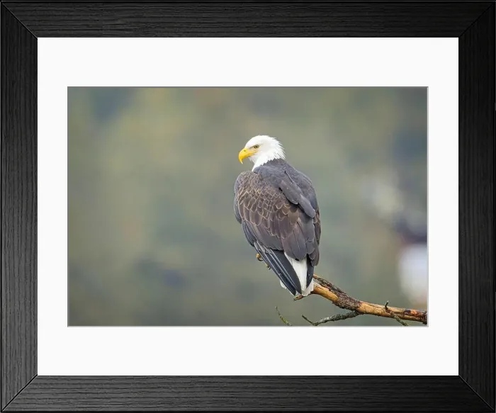 Framed Print : A close up photo of a bald eagle perched on a branch in north Idaho Framed Print : A close up photo of a bald eagle perched on a branch in north Idaho
