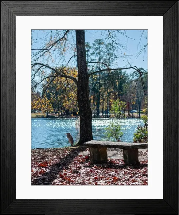 Framed Print : Great Blue Heron, Ardea herodias Framed Print : Great Blue Heron, Ardea herodias