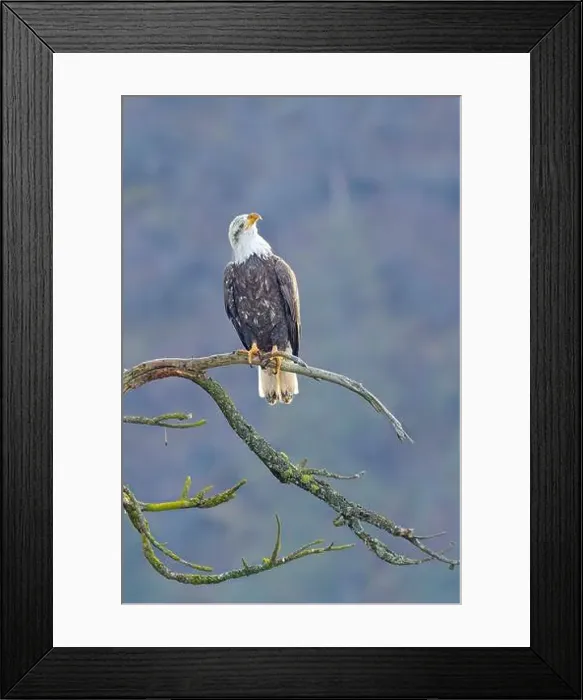 Framed Print : An american bald eagle is perched on a barren tree branch early in the day in north Idaho Framed Print : An american bald eagle is perched on a barren tree branch early in the day in north Idaho