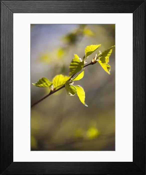 Framed Print : Sun shining on birch leaves on a spring day at Potter Marsh in Anchorage, Alaska Framed Print : Sun shining on birch leaves on a spring day at Potter Marsh in Anchorage, Alaska