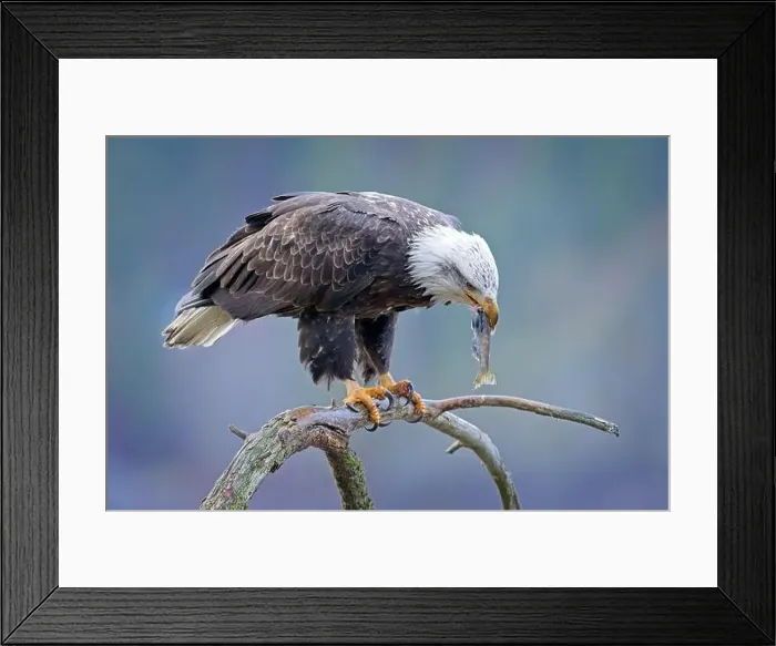 Framed Print : An American bald eagle perched on a branch is eating a fish it recently caught in north Idaho Framed Print : An American bald eagle perched on a branch is eating a fish it recently caught in north Idaho