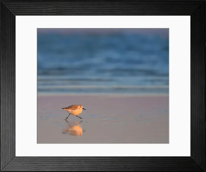 Framed Print : Sunset ocean beach landscape with running sanderling (Calidris alba), Galveston, Texas, USA Framed Print : Sunset ocean beach landscape with running sanderling (Calidris alba), Galveston, Texas, USA