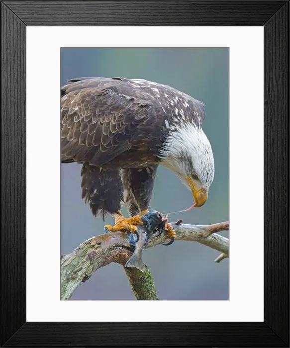 Framed Print : A close up of a bald eagle perched on a branch eating a fish in north Idaho Framed Print : A close up of a bald eagle perched on a branch eating a fish in north Idaho