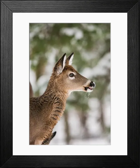 Framed Print : Portrait of a young white-tailed deer in front of snow covered trees Framed Print : Portrait of a young white-tailed deer in front of snow covered trees