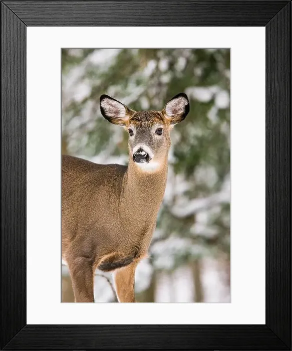 Framed Print : Portrait of a white-tailed deer buck having recently shed his antlers Framed Print : Portrait of a white-tailed deer buck having recently shed his antlers