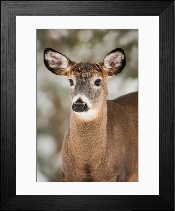 Framed Print : Portrait of a mature white-tailed deer buck with shed antlers Framed Print : Portrait of a mature white-tailed deer buck with shed antlers