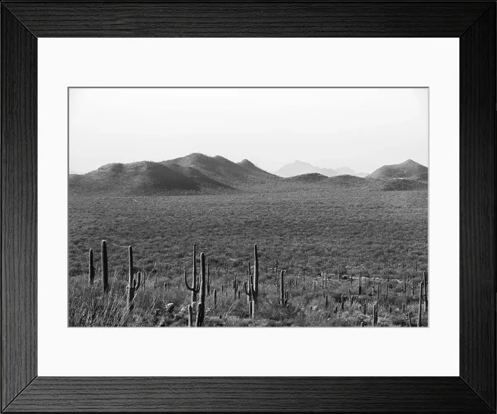 Framed Print : Tucson the vast desert landscape showcases numerous tall cacti scattered across arid terrain with rolling hills Framed Print : Tucson the vast desert landscape showcases numerous tall cacti scattered across arid terrain with rolling hills