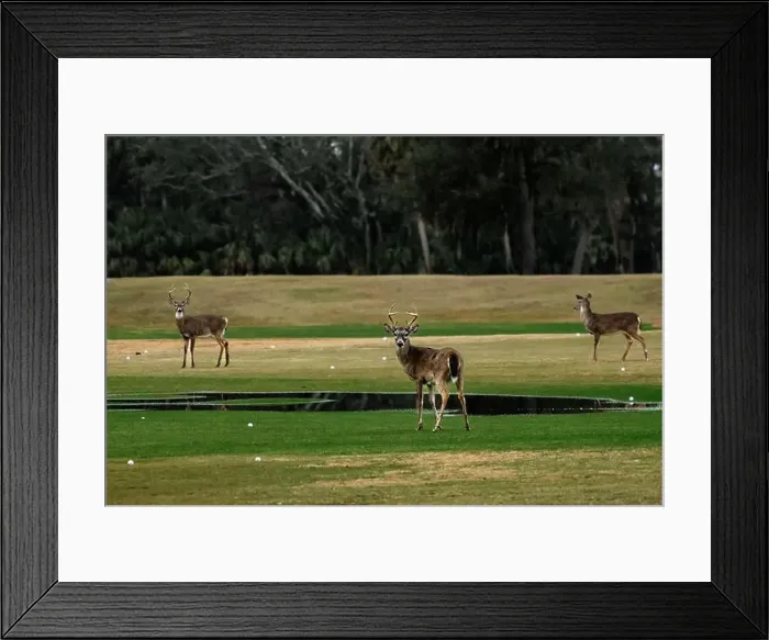 Framed Print : Deer standing on a golf course / driving range Framed Print : Deer standing on a golf course / driving range