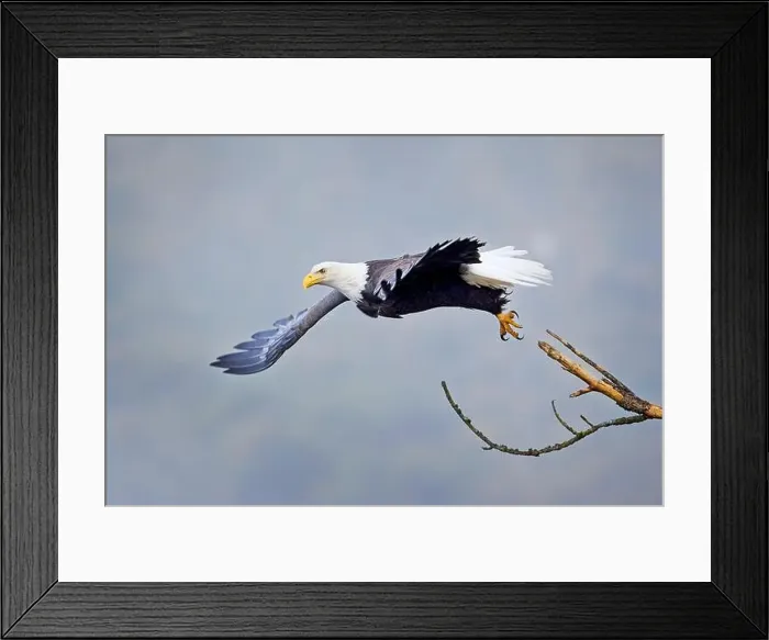Framed Print : An american bald eagle flies off from a branch on a foggy day in north Idaho