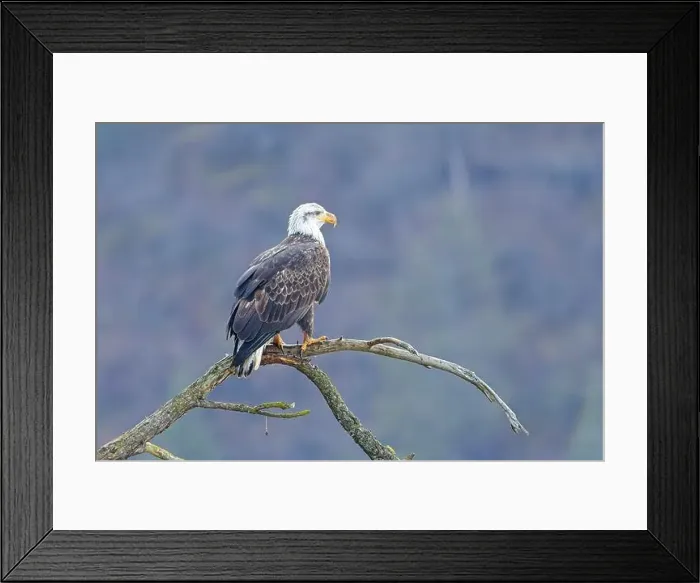 Framed Print : An american bald eagle is perched on a barren tree branch early in the day in north Idaho Framed Print : An american bald eagle is perched on a barren tree branch early in the day in north Idaho