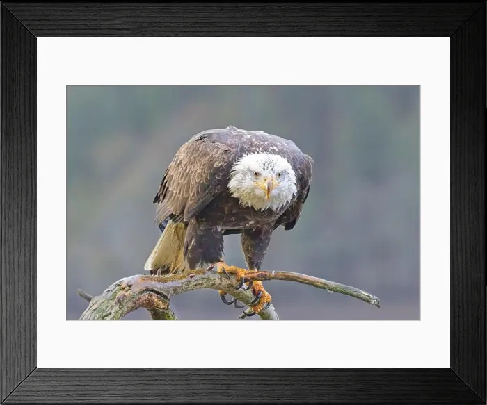 Framed Print : A close up photo of a bald eagle perched on a branch in north Idaho Framed Print : A close up photo of a bald eagle perched on a branch in north Idaho