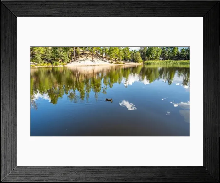 Framed Print : A Mallard in Tucson, Arizona Framed Print : A Mallard in Tucson, Arizona