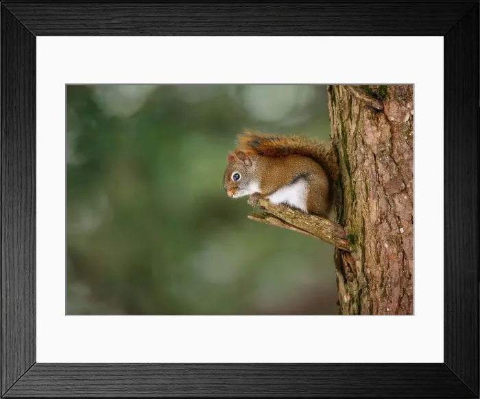 Framed Print : Red Squirrel sitting on pine tree snag Framed Print : Red Squirrel sitting on pine tree snag