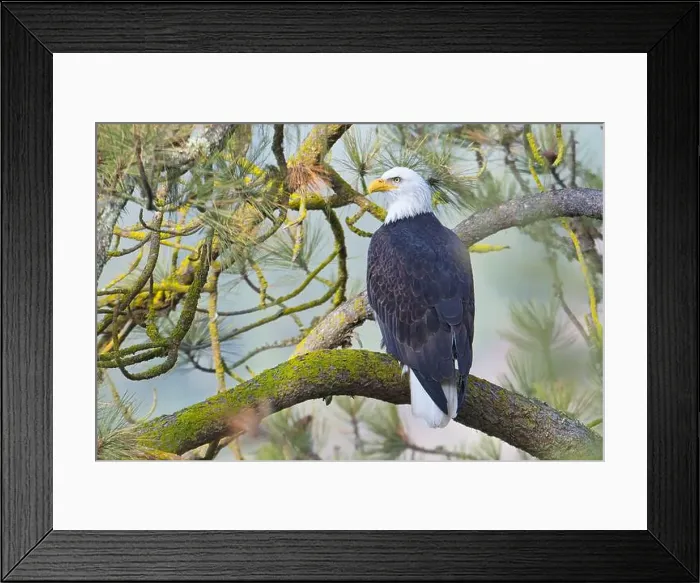Framed Print : A bald eagle is perched on a branch in a pine tree in north Idaho Framed Print : A bald eagle is perched on a branch in a pine tree in north Idaho