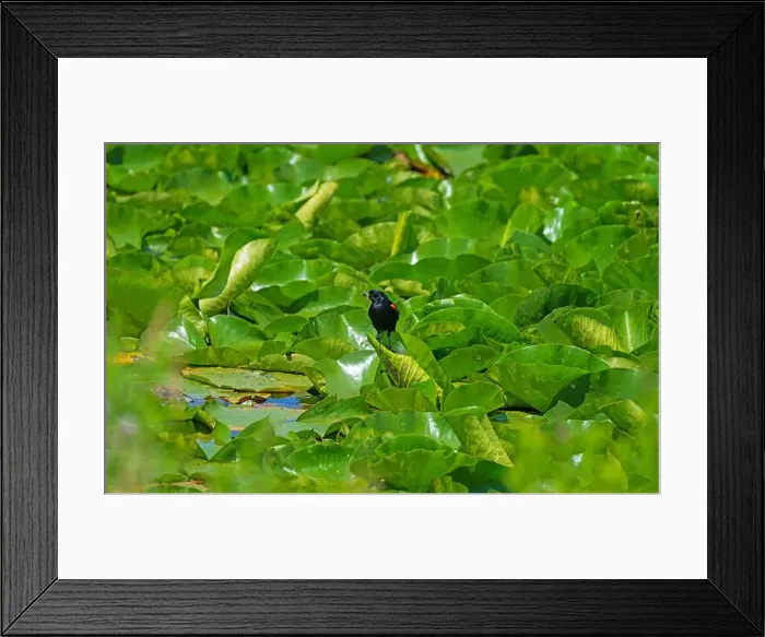 Framed Print : Red Winged Blackbird With a Dragonfly in Its Mouth Along the Mississippi River in Illinois Framed Print : Red Winged Blackbird With a Dragonfly in Its Mouth Along the Mississippi River in Illinois