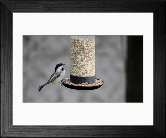 Framed Print : Titmouse perches at a seed feeder, enjoying a meal Framed Print : Titmouse perches at a seed feeder, enjoying a meal